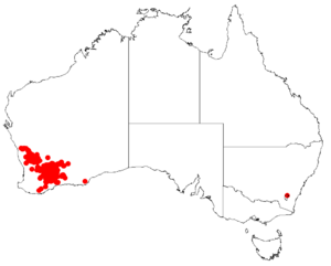 Hakea erectaDistMap45.png