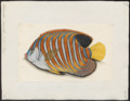 Holacanthus diacanthus - 1700-1880 - Print - Iconographia Zoologica - Special Collections University of Amsterdam - UBA01 IZ13100223