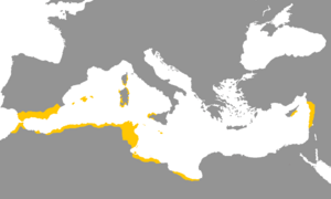 Idioma fenicio