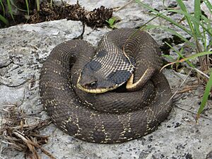 Iowaherps-heterodon platirhinos