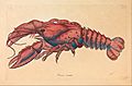 James Sowerby - Serrated Lobster, Cancer serratus - Google Art Project
