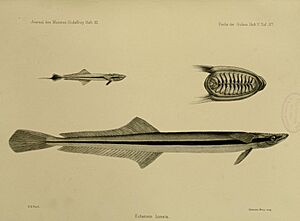 JournalMuseumGodoeffroyHeftXIFischederSudseeHeftVTaf97.jpg