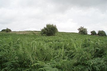Knowle Hill - geograph.org.uk - 212778.jpg