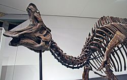 Lambeosaurus ROM.jpg