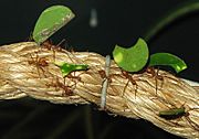Leaf cutter ants arp