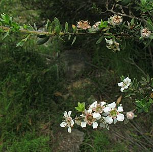 Leptospermum thompsonii.jpg