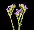 Limonium sinuatum 01 ies