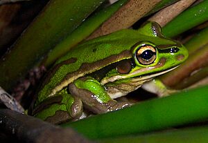 Litoria aurea green