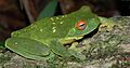 Litoria chloris yellowspots