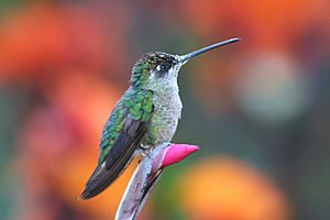 Magnificent Hummingbird female.jpg
