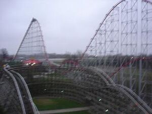 Mamba and Timber Wolf