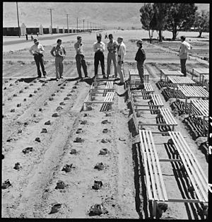 Manzanar Relocation Center, Manzanar, California. Guayule plantings are being inspected by Doctor R . . . - NARA - 538018