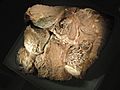 Massospondylus egg clutch with embryos (cast), Golden Gate National Park, South Africa, Early Jurassic - Royal Ontario Museum - DSC00145