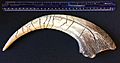 Megaraptor claw cast with scale