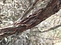 Melaleuca eurystoma bark