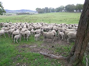 Merino ewes & lambs