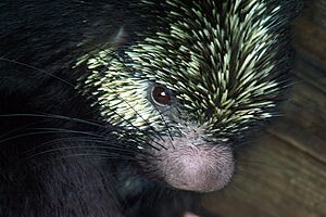 Mexican hairy dwarf porcupine Facts for Kids