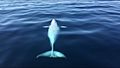 Minke Whale on its Back