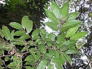Mischocarpus pyriformis leaves.jpg