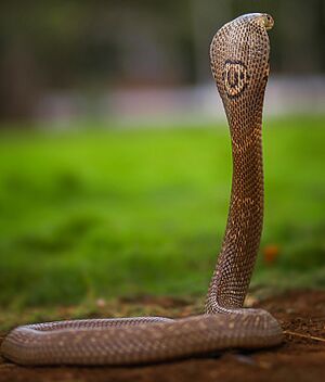 Monocled cobra (cropped).jpg