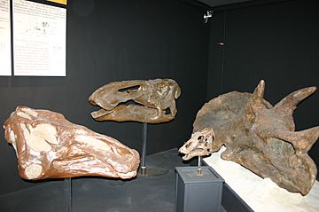 Museum of the Rockies Dinosaur Heads