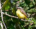 Myiozetetes similis -Vale do Ribeira, Registro, Sao Paulo, Brasil-8