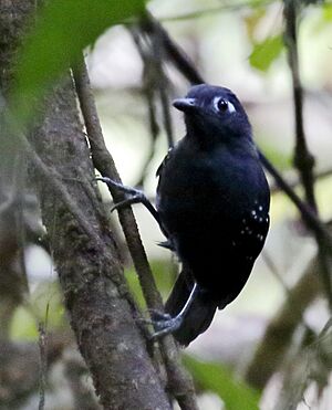 Myrmelastes hyperythrus - Plumbeous antbird (male).jpg