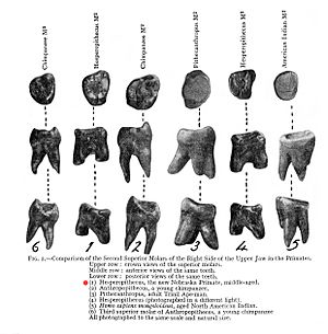 Nebraska Man Tooth