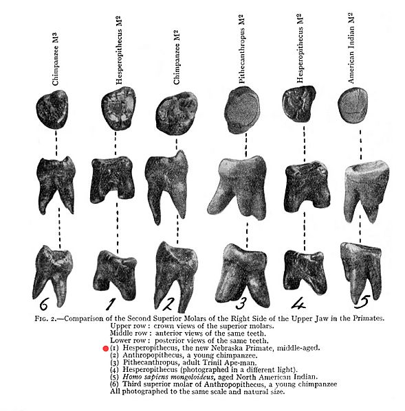 Nebraska Man Tooth
