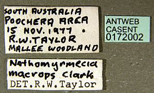 Nothomyrmecia macrops casent0172002 label 1