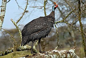 Numida meleagris -Serengeti National Park, Tanzania-8 (1).jpg