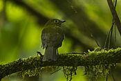 Olivaceous Piha - Colombia S4E3368 (16835513815).jpg