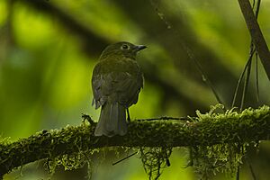 Olivaceous Piha - Colombia S4E3368 (16835513815)