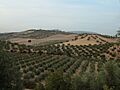Olivar en Granada