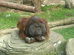 Orangutan (bornean) 02