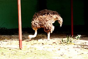 Ostrich with eggs
