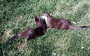Otters in Exmoor zoo
