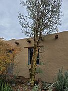 Pachycormus discolor (elephant tree) at the Desert Botanical Garden