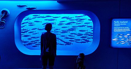 A visitor stands in front of a school of Pacific mackerel that are swimming by an aquarium window with a faint blue light