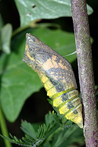 Papilio machaon chrysalis 01
