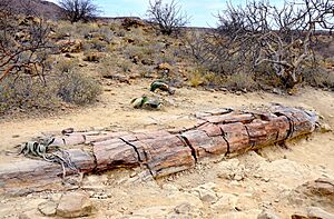 Petrified tree trunk and Welwitschia (Namibia)