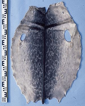 Phoca (pusa) hispida (Ringed seal) fur skin