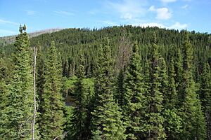 Picea mariana stand GJ