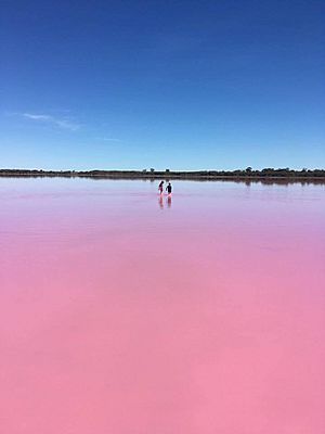 Picture of Pink Lake.jpg
