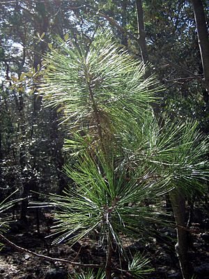 Pinus arizonica sapling