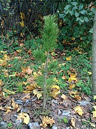 Pinus cembra seedling planted for pine nut production