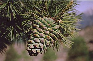 Pinus gerardiana female cone.jpg