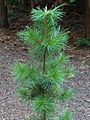 Pinus sibirica Sosna syberyjska 2020-07-23 01