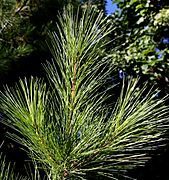 Pinus strobus needles3