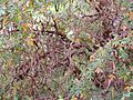 Polylepis australis leaves at Dundee Botanic Garden